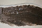 Museum Quality Gar (Lepisosteus) - Green River Formation #31423-5